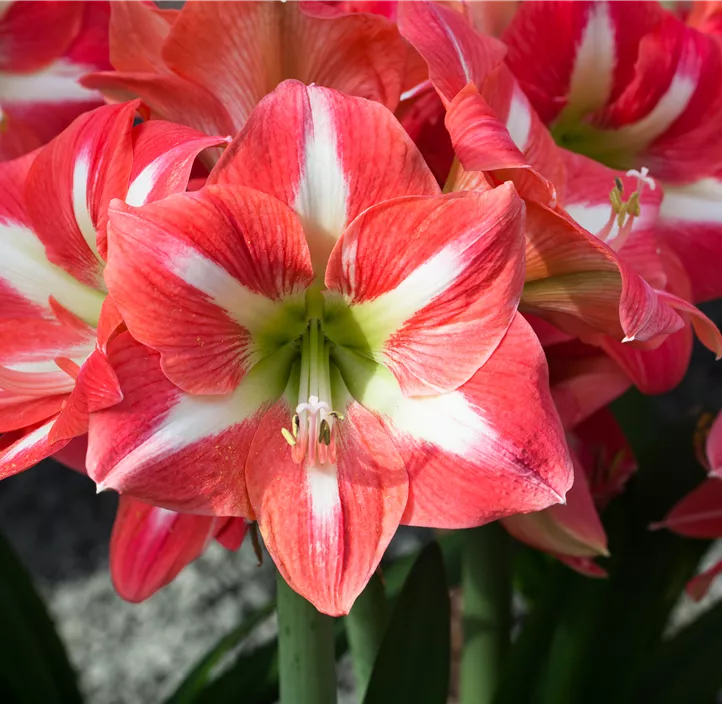 Amaryllis