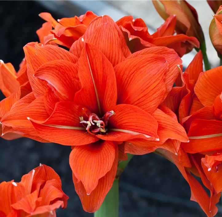 Amaryllis