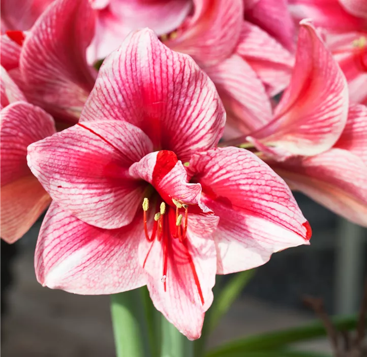 Amaryllis