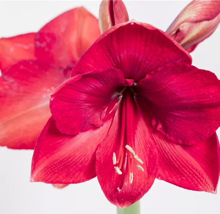 Amaryllis