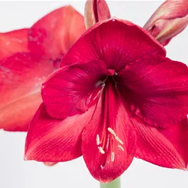Hippeastrum Hybride