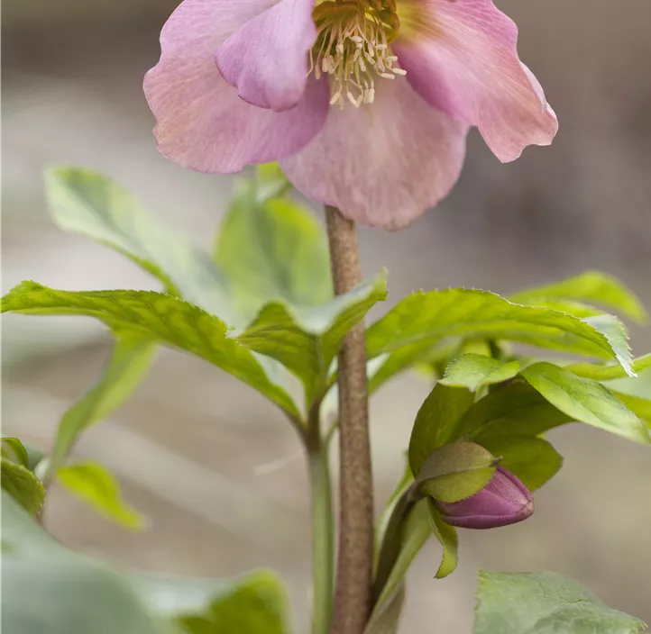 Schneerose 'Frostkiss®' Schneerose 'Frostkiss®'