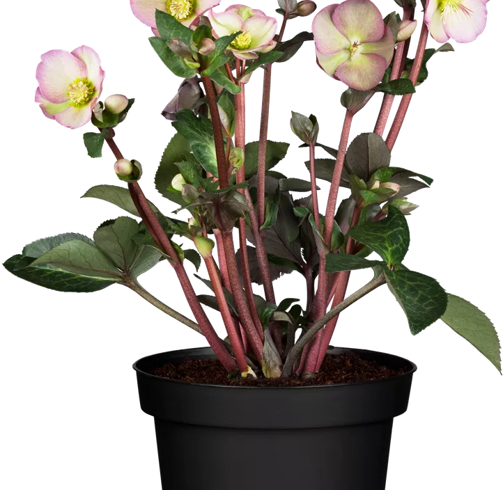 Schneerose 'Frostkiss®' Schneerose 'Frostkiss®'