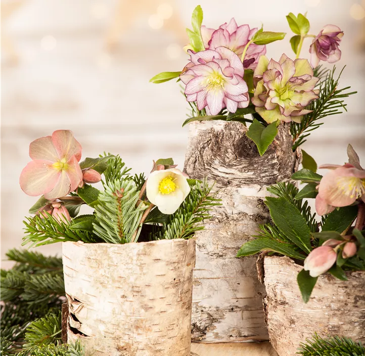 Schneerose 'Frostkiss®' Schneerose 'Frostkiss®'