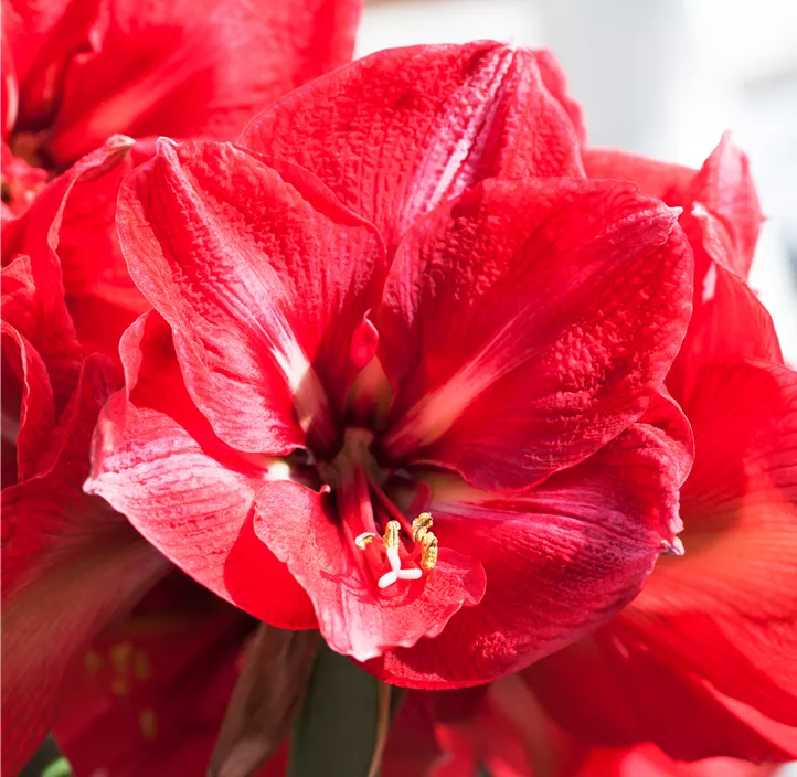 Amaryllis Zwiebeln Amaryllis Zwiebeln