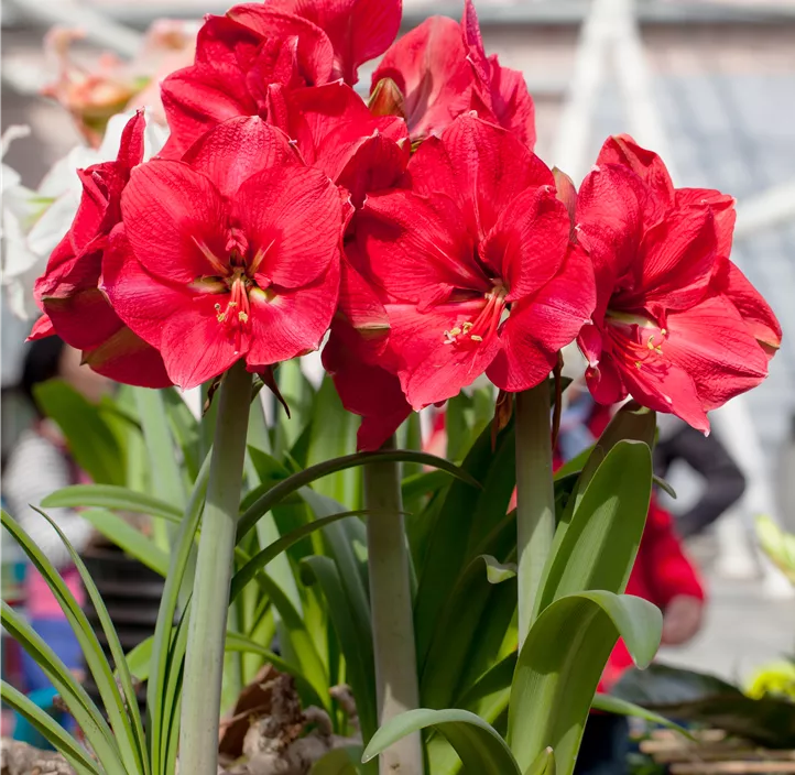 Amaryllis Zwiebeln Amaryllis Zwiebeln