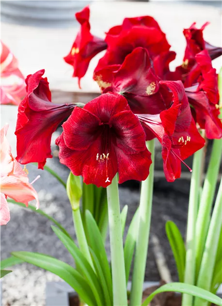 Hippeastrum Hybride, Amaryllis dunkelrot - Bellaflora