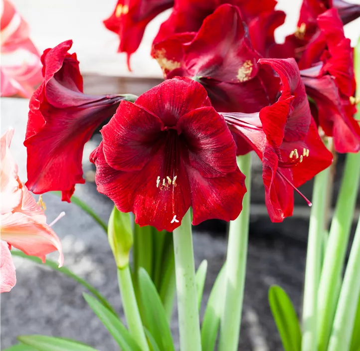 Ritterstern 'Velvet Touchz' Ritterstern 'Velvet Touchz'