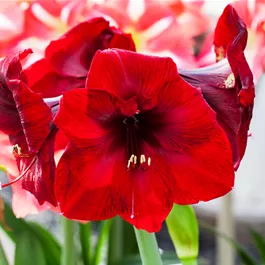 Hippeastrum Hybride