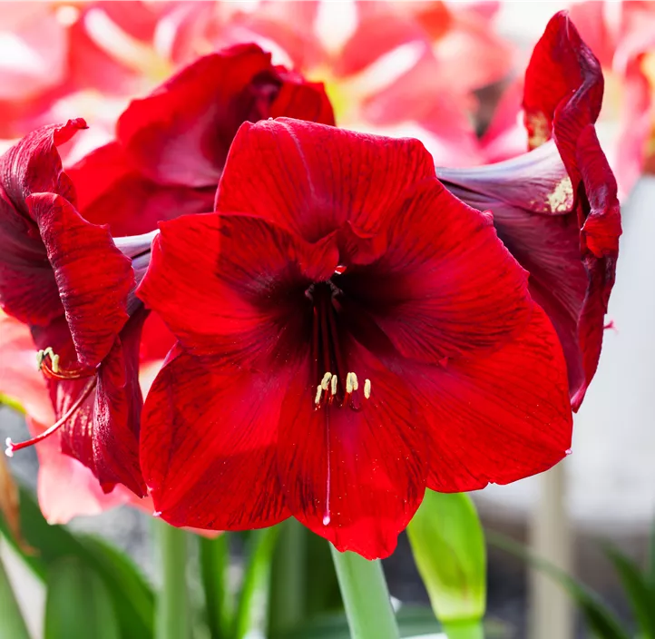 Ritterstern 'Velvet Touchz' Ritterstern 'Velvet Touchz'