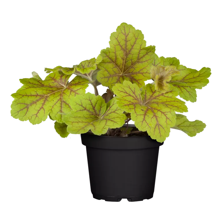 Garten-Bastardschaumblüte 'Stoplight'® Garten-Bastardschaumblüte 'Stoplight'®