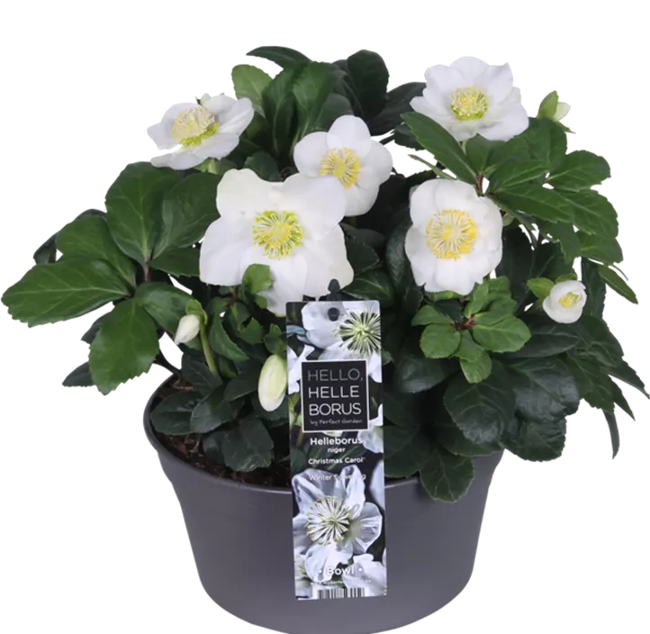 Christrose Christrose