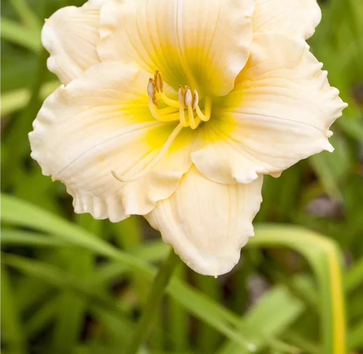 Garten-Taglilie EveryDaylily™ 'Cream' Garten-Taglilie EveryDaylily™ 'Cream'