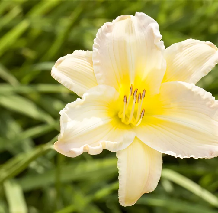 Garten-Taglilie EveryDaylily™ 'Cream' Garten-Taglilie EveryDaylily™ 'Cream'