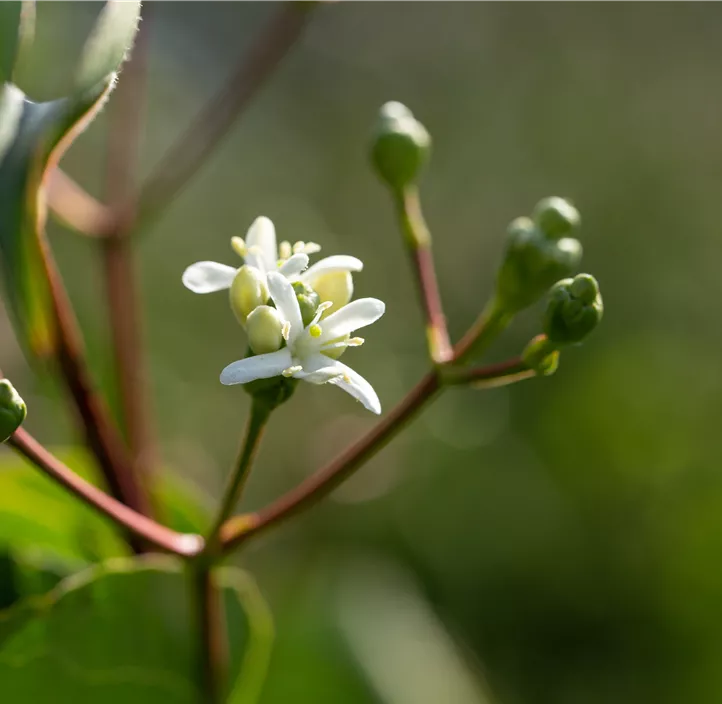 Sieben-Söhne-des-Himmels-Strauch