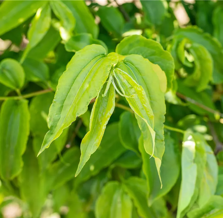 Sieben-Söhne-des-Himmels-Strauch