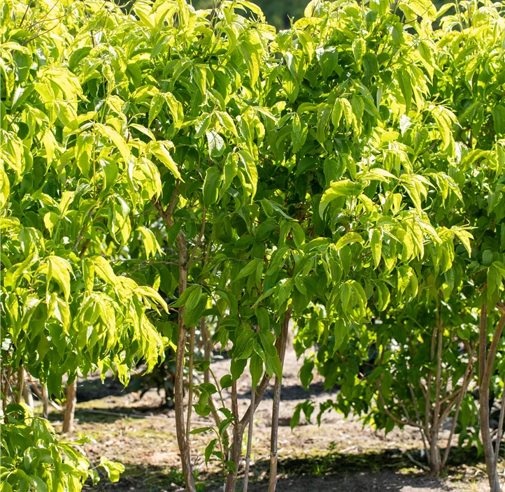 Sieben-Söhne-des-Himmels-Strauch