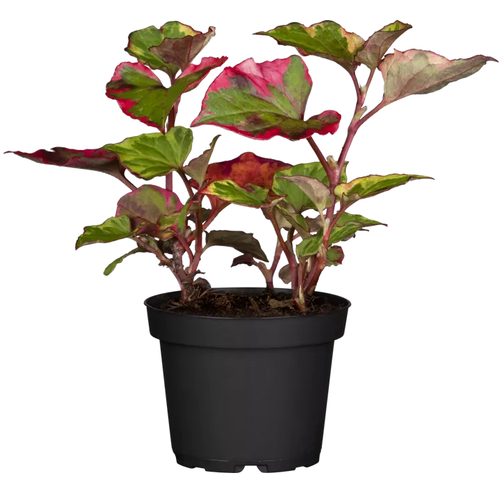 Buntblättriger Eidechsenschwanz