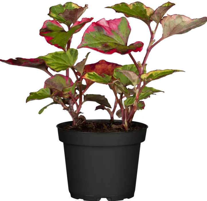 Buntblättriger Garten-Eidechsenschwanz