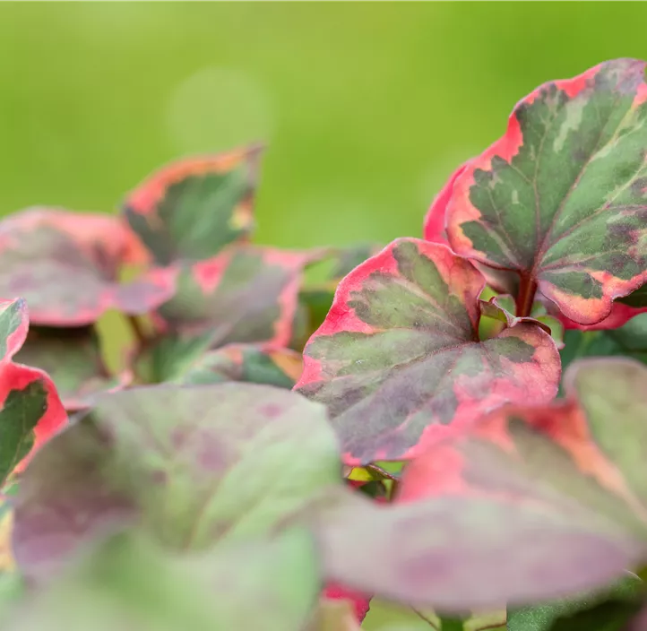 Buntblättriger Garten-Eidechsenschwanz
