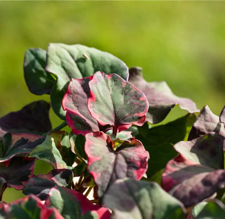 Buntblättriger Garten-Eidechsenschwanz