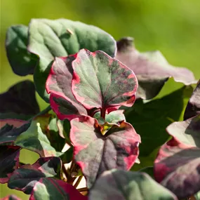 Houttuynia cordata Chameleon