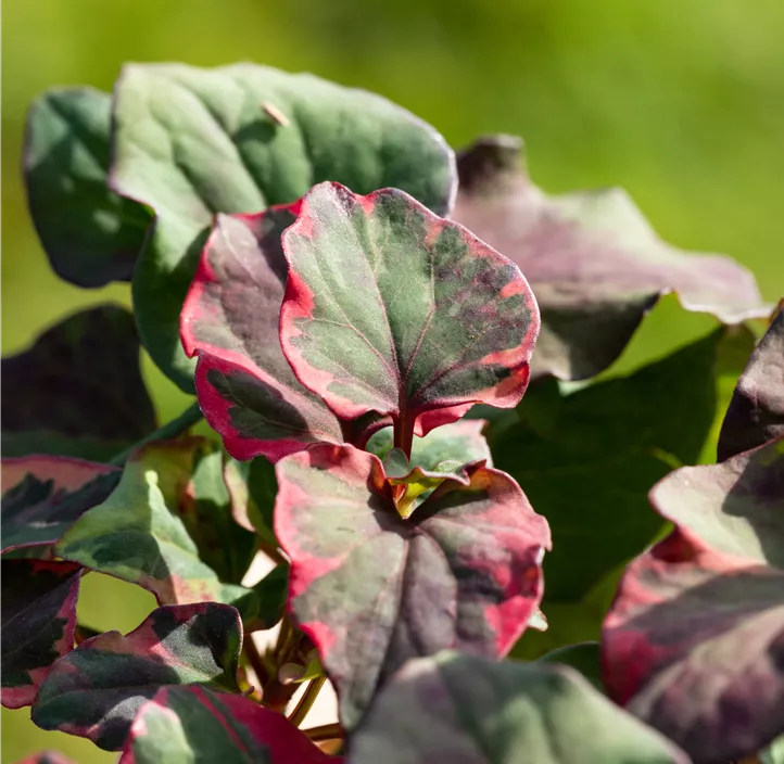 Buntblättriger Garten-Eidechsenschwanz