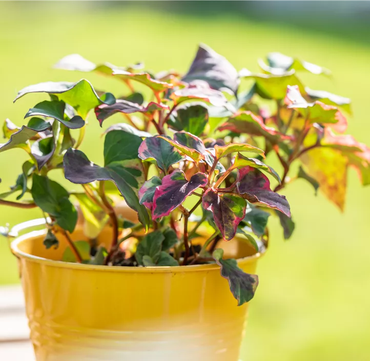 Buntblättriger Garten-Eidechsenschwanz