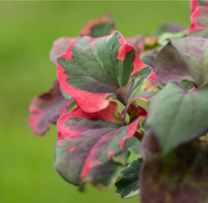 Buntblättriger Garten-Eidechsenschwanz