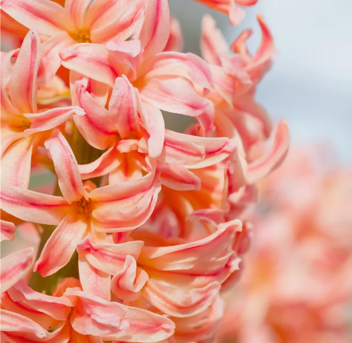 Hyazinthe 'Gipsy Queen' Hyazinthe 'Gipsy Queen'