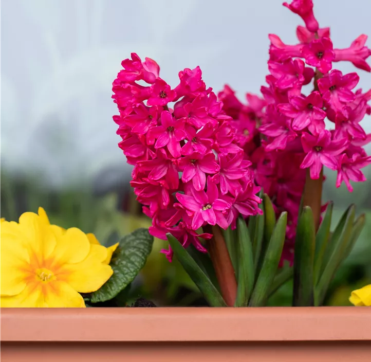 Hyazinthe 'Red Magic' Hyazinthe 'Red Magic'