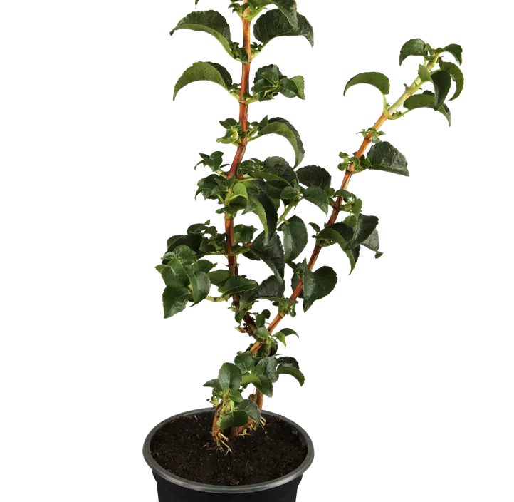 Kletterhortensie Kletterhortensie