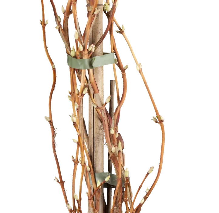 Kletterhortensie Kletterhortensie