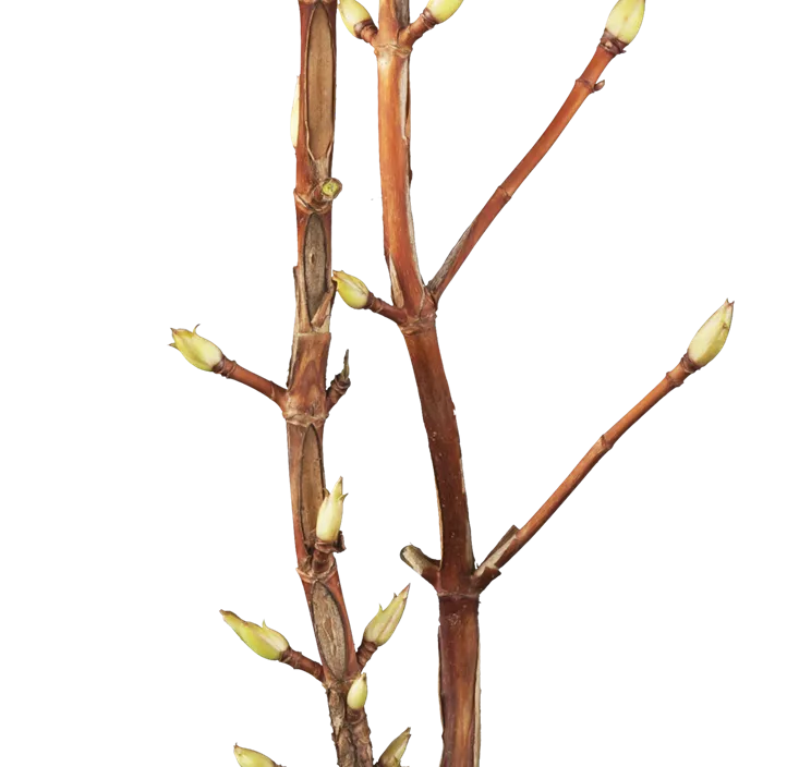 Kletterhortensie Kletterhortensie