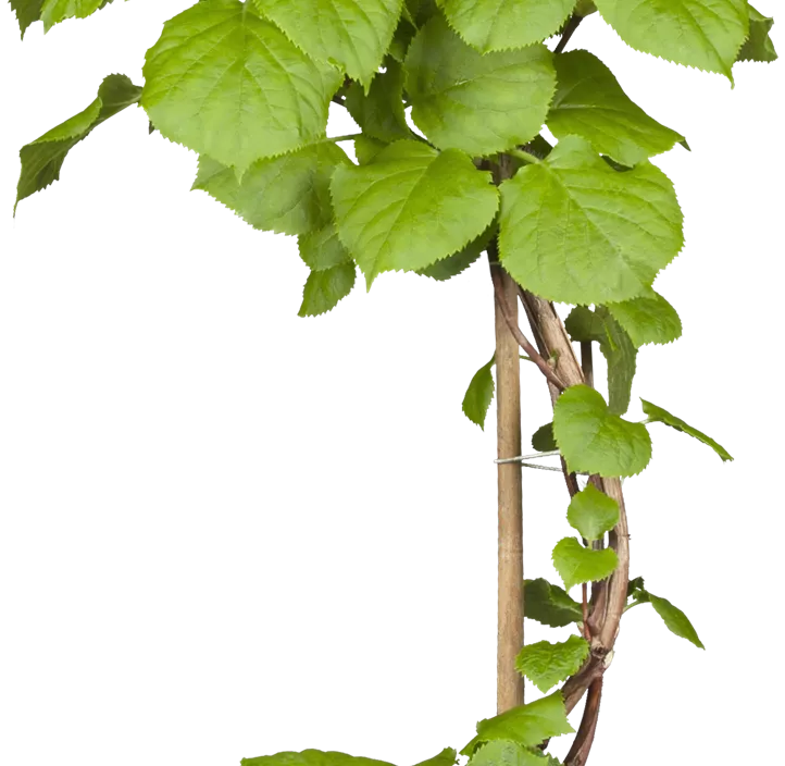 Kletterhortensie Kletterhortensie