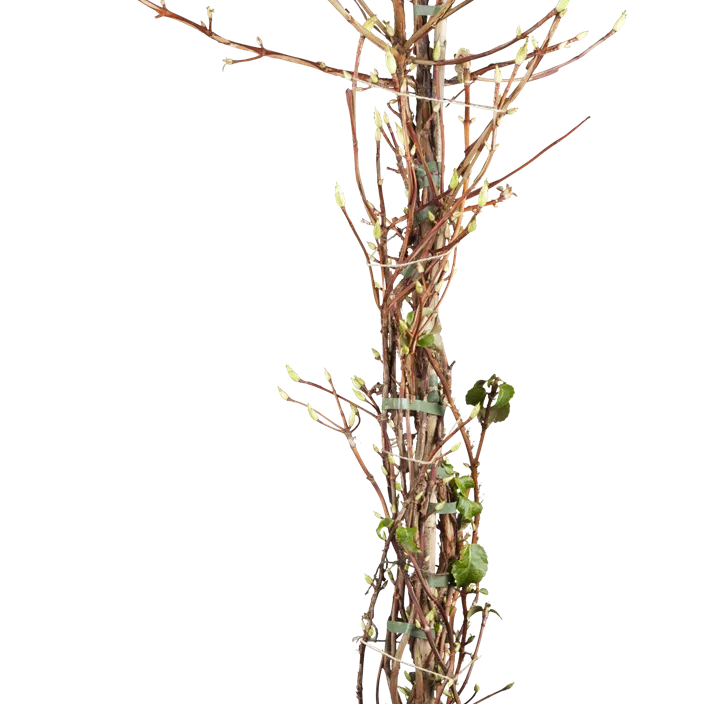 Kletterhortensie Kletterhortensie