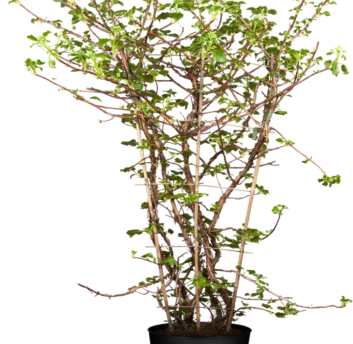 Kletterhortensie Kletterhortensie