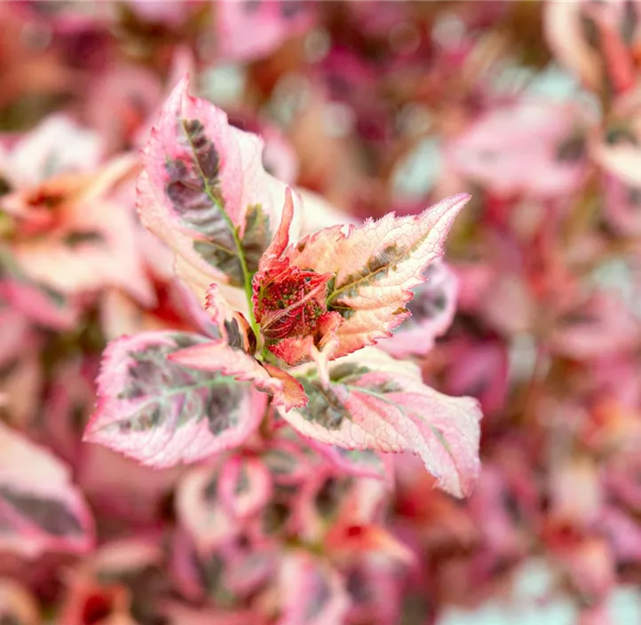Gartenhortensie 'Euphoria Pink' Gartenhortensie 'Euphoria Pink'