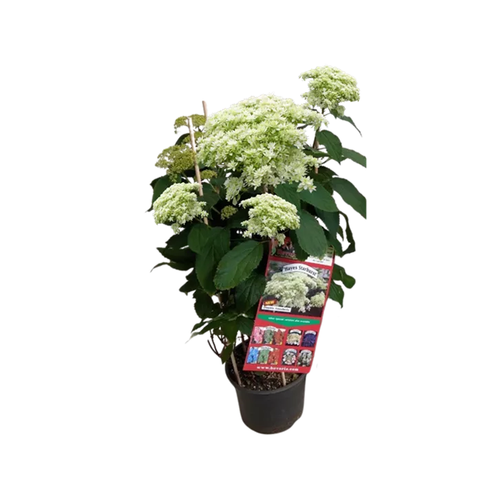 Hortensie 'Hayes Starburst'
