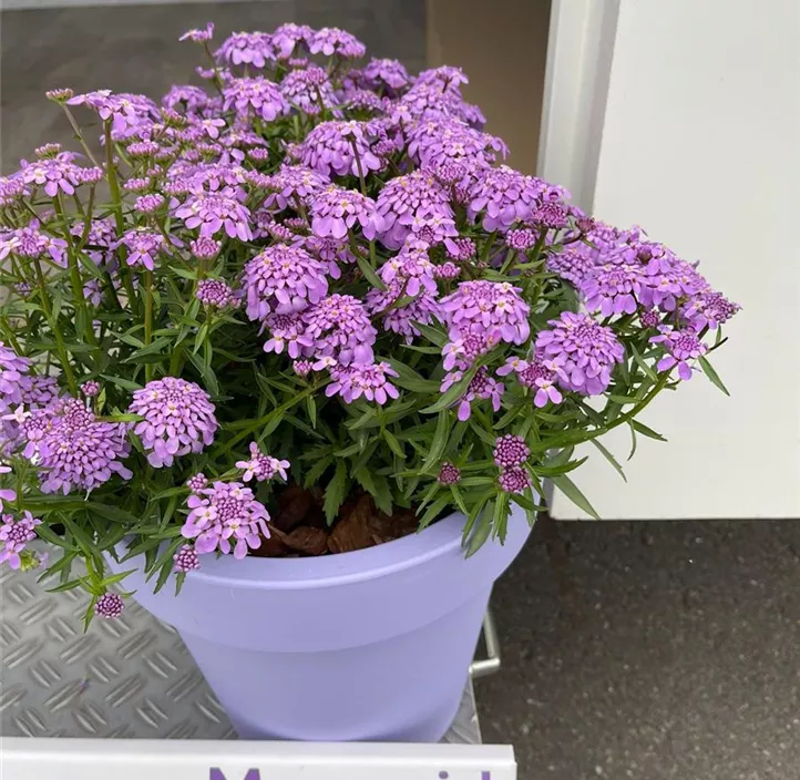 Schleifenblume 'Mermaid Lavender'