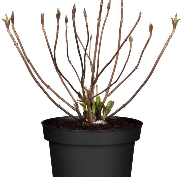 Hortensie 'Endless Summer'®