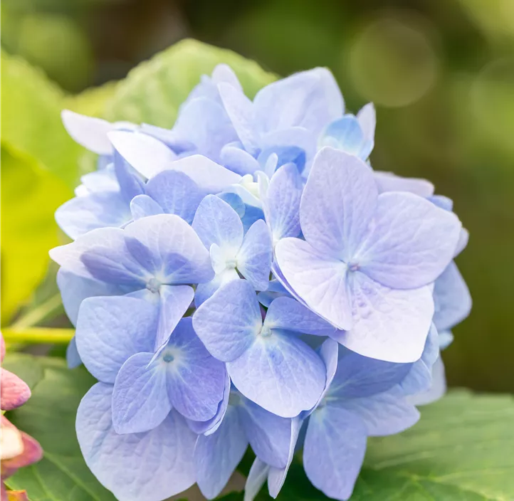 Hortensie 'Endless Summer'®
