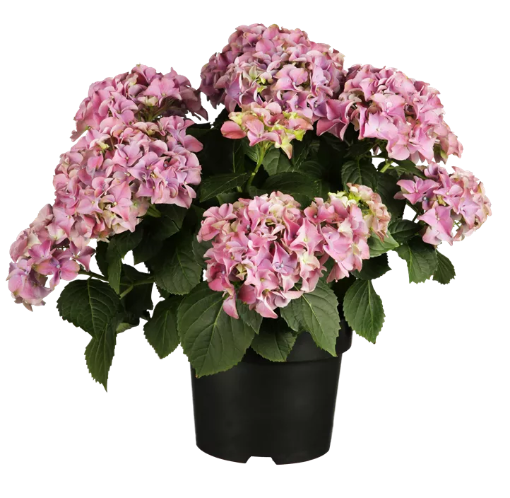 Bauernhortensie Bauernhortensie