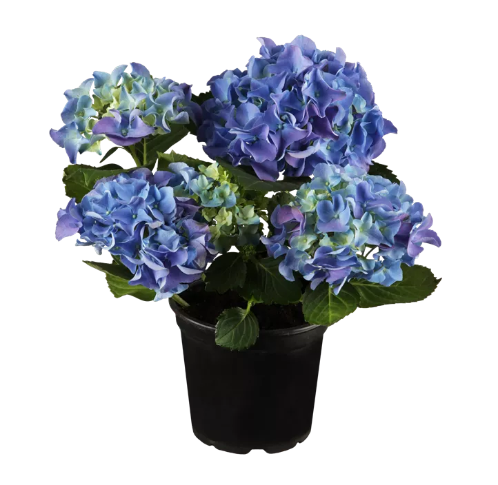 Bauernhortensie Bauernhortensie