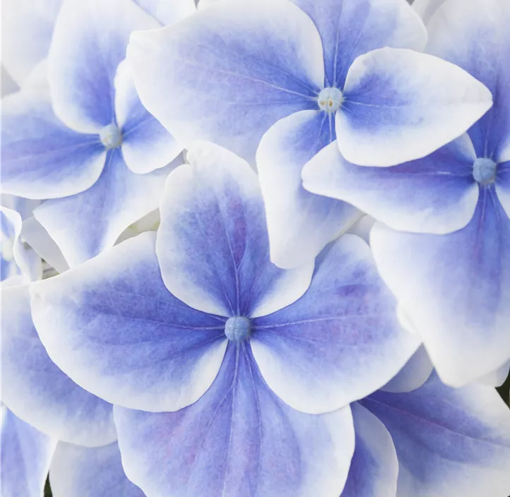 Bauernhortensie Bauernhortensie