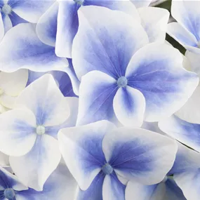 Hydrangea macrophylla XXL Mix