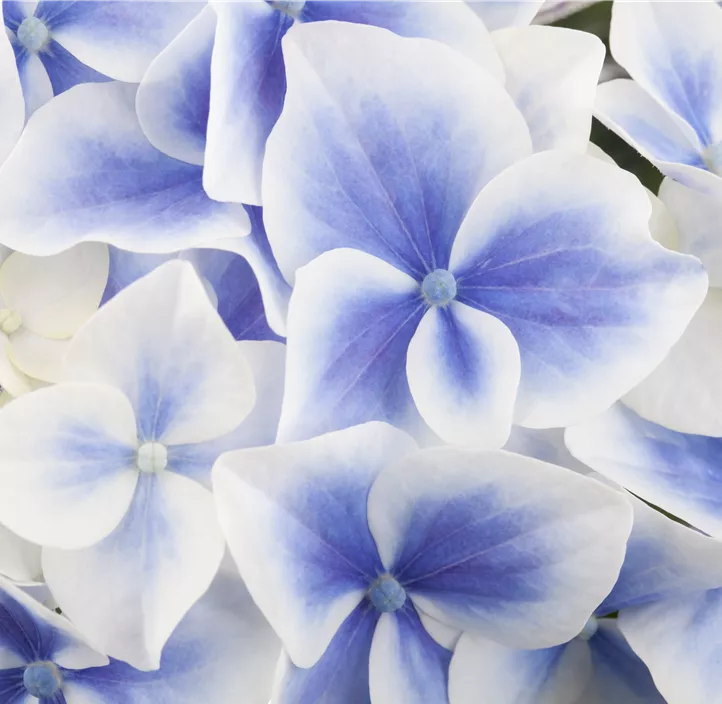 Bauernhortensie Bauernhortensie