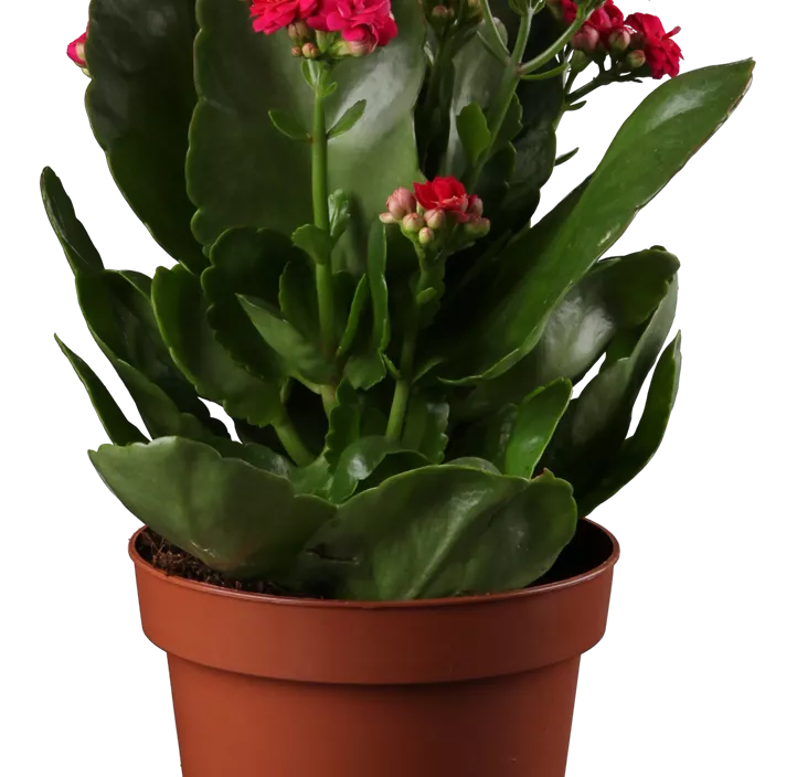 Flammendes Käthchen Flammendes Käthchen