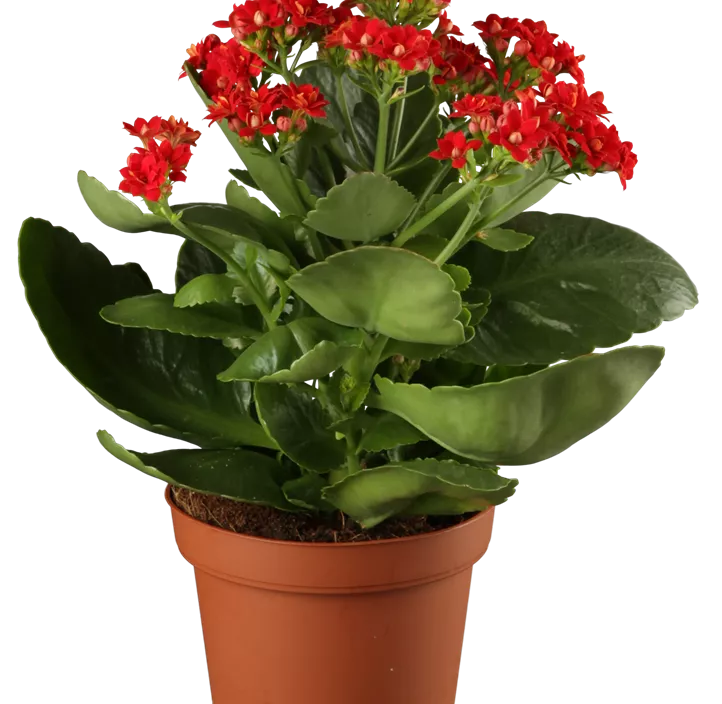 Flammendes Käthchen Flammendes Käthchen