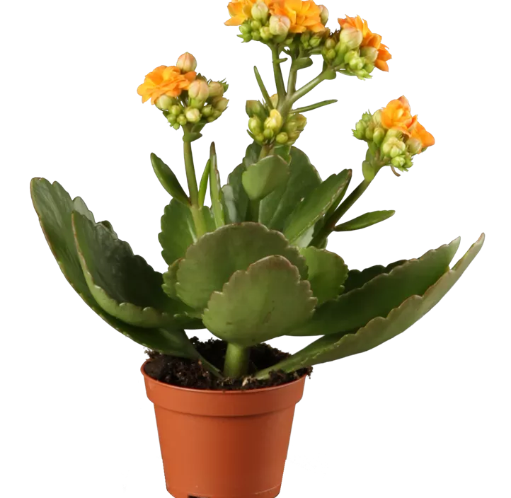 Flammendes Käthchen Flammendes Käthchen